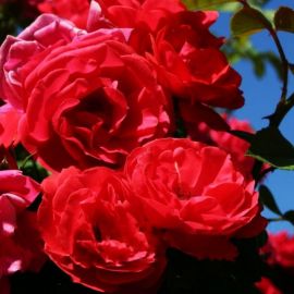 Роза плетистая красный маяк (35 фото)