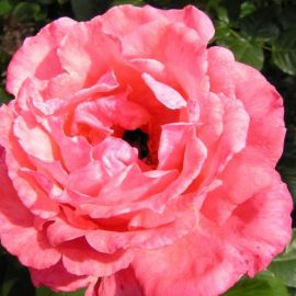 Роза рамира (39 фото)
