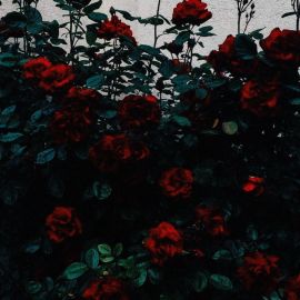 Красные цветы (41 фото)