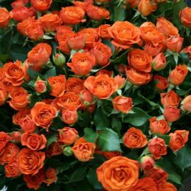 Роза кустовая фаерфокс (43 фото)