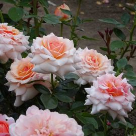 Роза маржолен (38 фото)