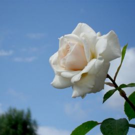 Роза блажь (37 фото)