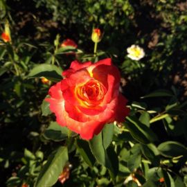 Роза матадор (35 фото)