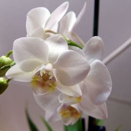 Орхидея рауль (32 фото)