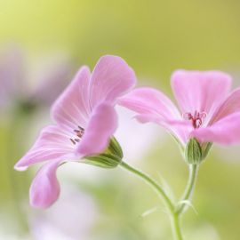 Маленькие розовые цветы (38 фото)