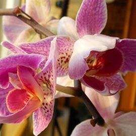 Орхидея моушен (38 фото)