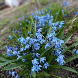 Синенькие весенние цветочки (32 фото)