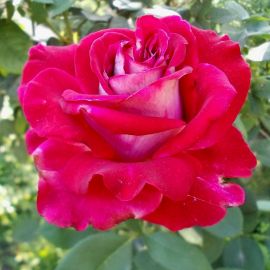 Роза люксор (37 фото)