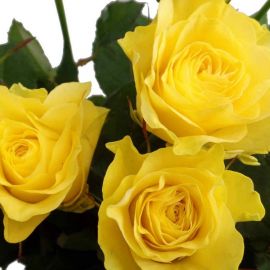 Желтая роза техаса (35 фото)
