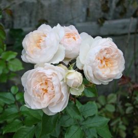 Роза стефани баронин (32 фото)