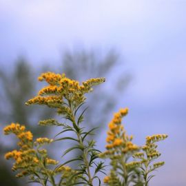 Цветок золотарник (40 фото)