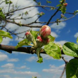Бутоны яблони (36 фото)