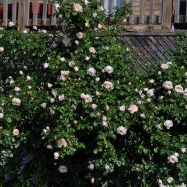 Дженероуз гарденер роза (38 фото)