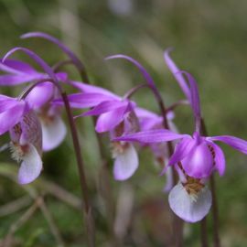 Западная степная орхидея (38 фото)