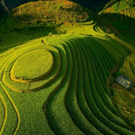 Рисовые плантации (35 фото)