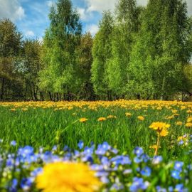 Солнечная поляна ульяновск (33 фото)