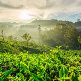 Чайные плантации (24 фото)