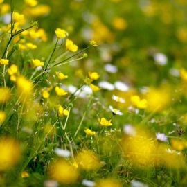 Желтый полевой цветок (35 фото)