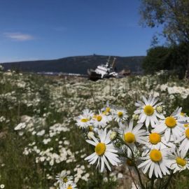 Гороховое поле магадан (39 фото)