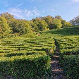 Чайные плантации дагомыс (40 фото)