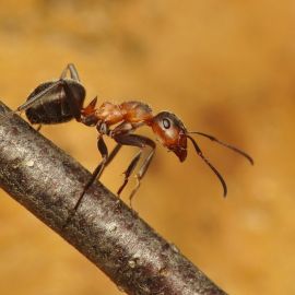 Луговой муравей (39 фото)
