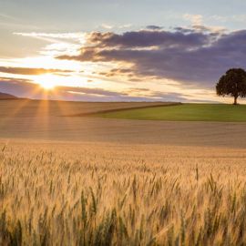 Фон поле пшеницы (32 фото)