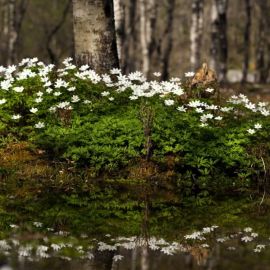 Ранняя весна поляна (41 фото)