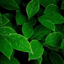 Листик зелени (33 фото)