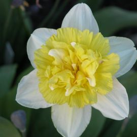 Нарцисс голден дукат (31 фото)