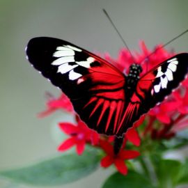 Яркие бабочки (37 фото)