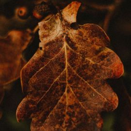 Коричневые листья (27 фото)