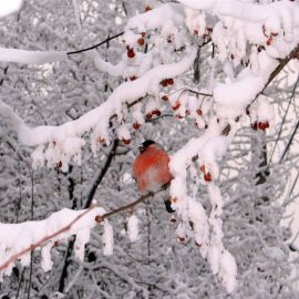 Зима январь (39 фото)