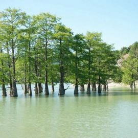 Сукко деревья в воде (35 фото)