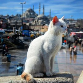 Турецкий кот (36 фото)