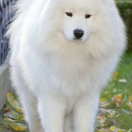 Белая пушистая собака порода самоед (36 фото)
