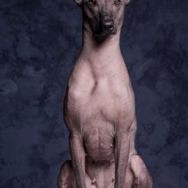 Лысая собака ксолоитцкуинтли (34 фото)