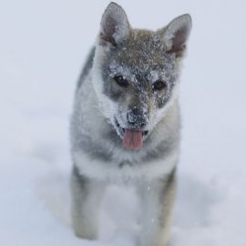 Маленький волк (31 фото)