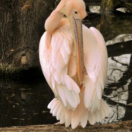 Розовый пеликан (36 фото)