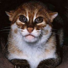 Ржавый кот (34 фото)