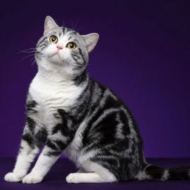Американский короткошерстный кот (32 фото)