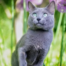 Русская голубая кошка (31 фото)