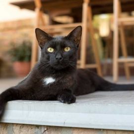 Бомбейский кот (34 фото)