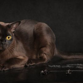 Бурма кошка (36 фото)