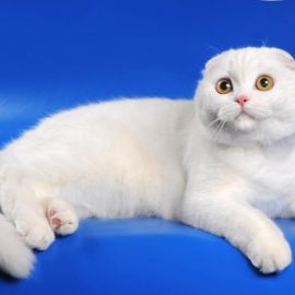 Белый шотландский кот (37 фото)