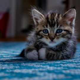 Маленький котенок (39 фото)