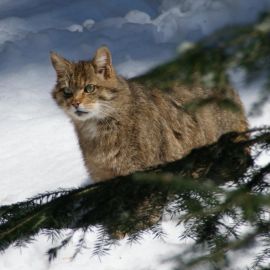 Русский лесной кот (30 фото)