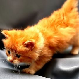 Оранжевый кот (36 фото)
