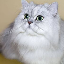 Сибирская шиншилла кошка (33 фото)