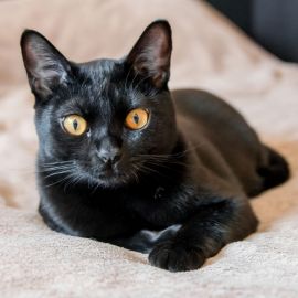 Бомбейская черная кошка (34 фото)
