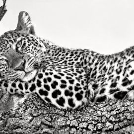 Кошка леопард (38 фото)